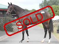 HIGH CHAPARRAL / CHILE FILLY